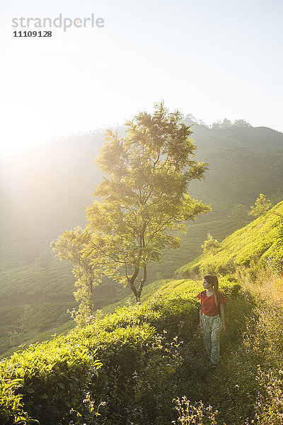Teeplantagen bei Munnar  Kerala  Indien  Südasien