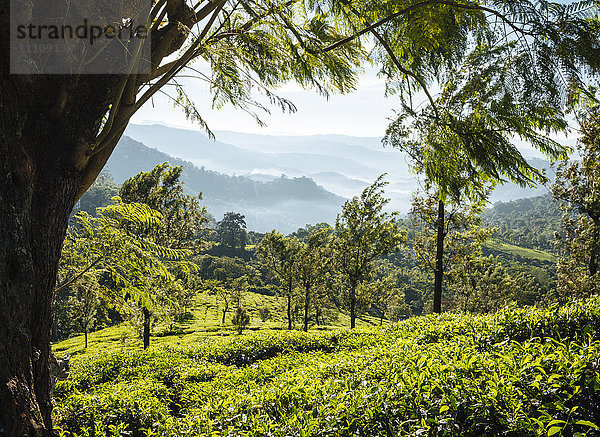 Teeplantagen bei Munnar  Kerala  Indien  Südasien