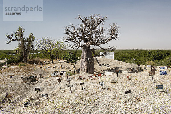 Afrika  Senegal  Sine Saloum  Ile de Coquilages  Friedhof