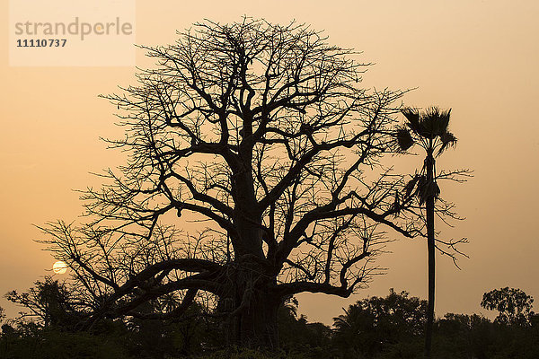 Afrika  Senegal  Sine Saloum  Affenbrotbaum