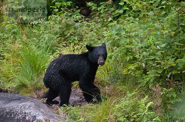 Nordamerika  Kanada  Quèbec  Duchesnay Ecotourist Resort  Schwarzbärenbeobachtung