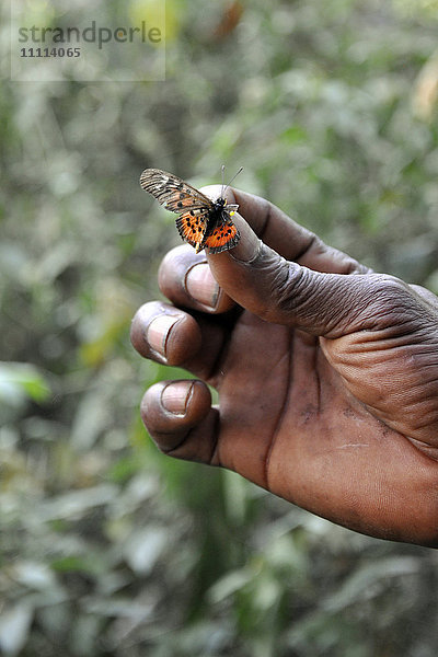 Togo  Kloto-Wald  Schmetterling