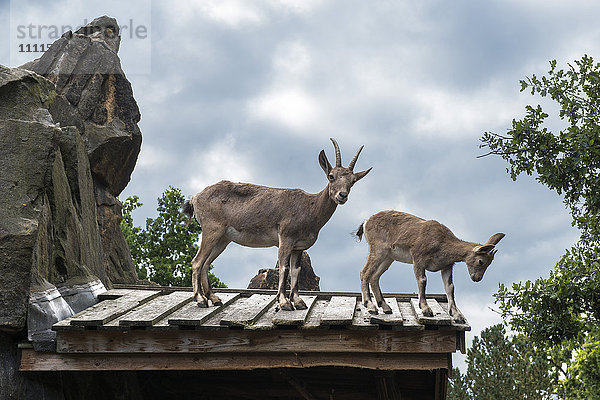 Deutschland  Berlin  Zoo