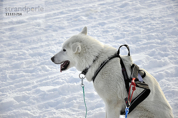Norwegen  Tromso  Schlittenhund