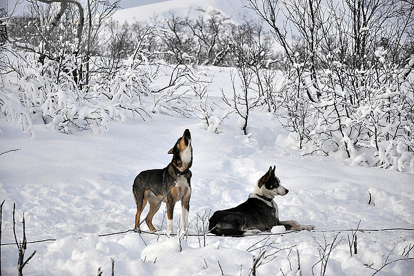 Norwegen  Tromso  Schlittenhund