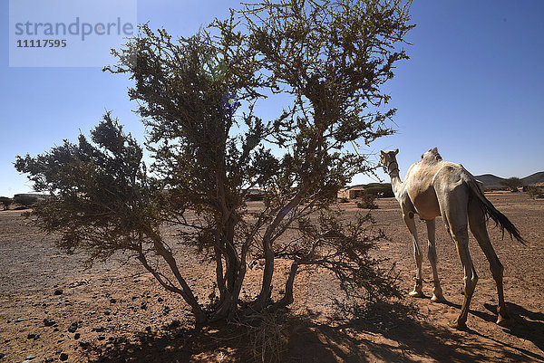 Afrika  Sudan  Dromedar in der Wüste