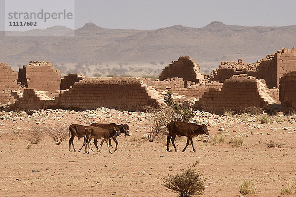 Afrika  Sudan  Kuh in der Wüste