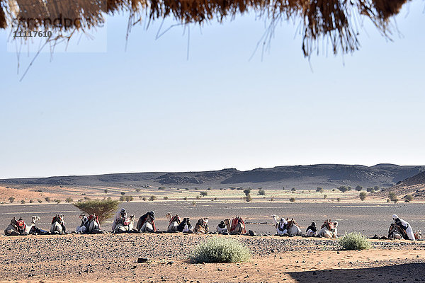 Afrika  Sudan  Mussawarat  Nomade mit Dromedar