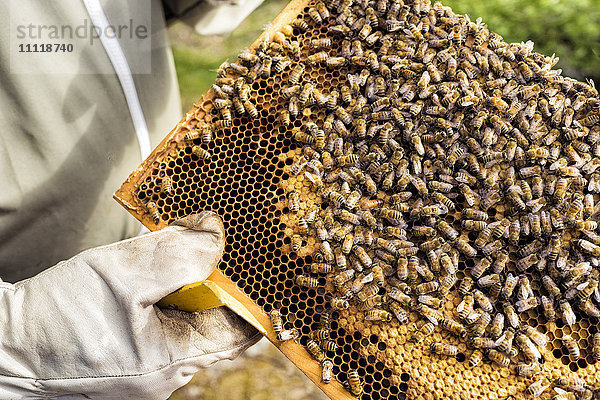 Bienen auf Honigwaben