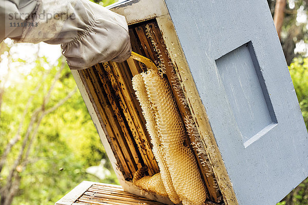 Imker entfernt Waben aus dem Bienenstock