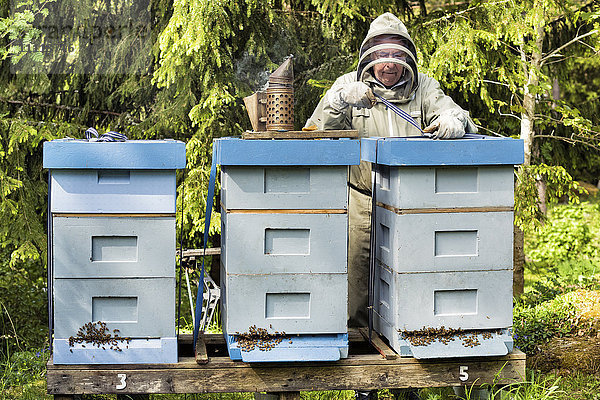 Imker in der Nähe von Bienenstöcken