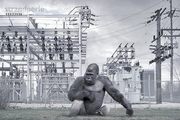 Gorilla vor einem Kraftwerk