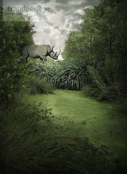 Nashorn läuft im Dschungel