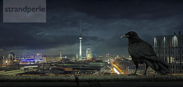 Krähe mit Blick auf das Stadtbild  Berlin  Berlin  Deutschland