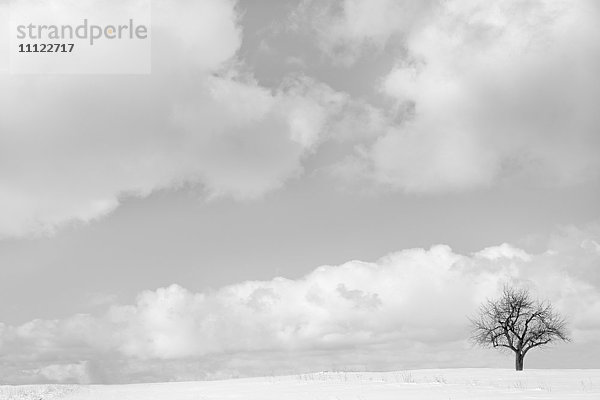 Kahler Baum und Wolken in verschneiter Landschaft