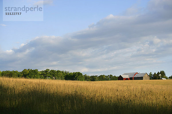 Weizenfeld unter blauem Himmel