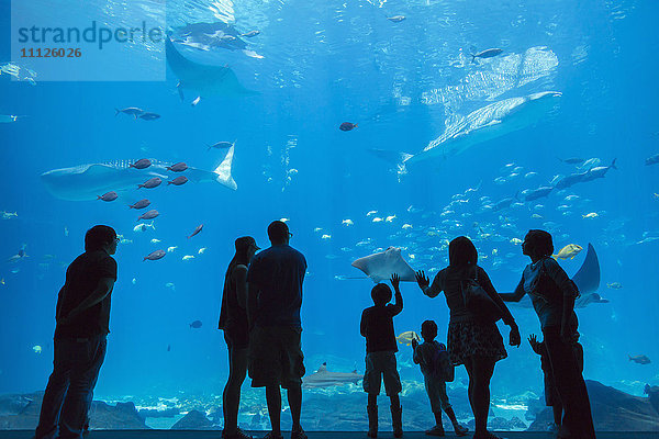 Menschen bewundern Fische im Aquarium