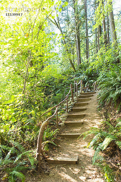 Treppe im Wald