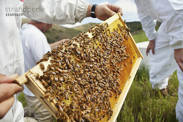 Imker kontrollieren den mit Bienen besetzten Rahmen
