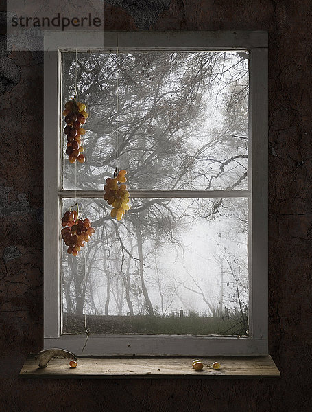 Weintrauben hängen im Fenster