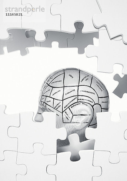 Puzzle von Teilen des Gehirns