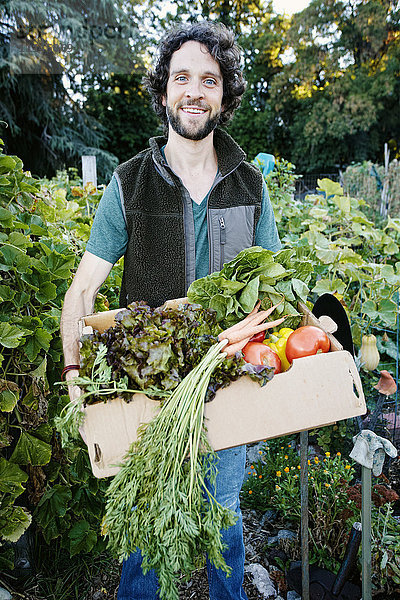 Kaukasischer Mann erntet Gemüse im Garten