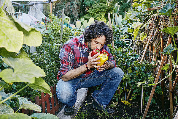 Kaukasischer Mann riecht an Paprika im Garten