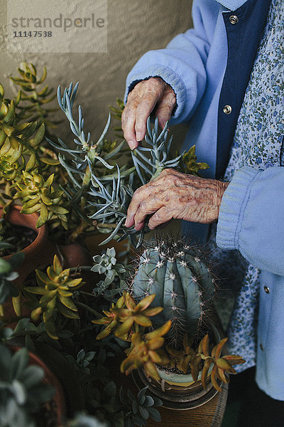 Ältere gemischtrassige Frau kümmert sich um Topfpflanzen
