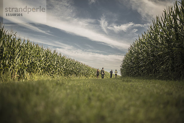 Kaukasische Familie geht in einem Maisfeld spazieren