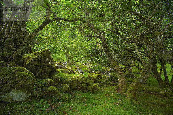 Bäume über moosbewachsenen Felsen im Wald