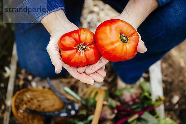 Kaukasische Frau hält Tomaten im Garten