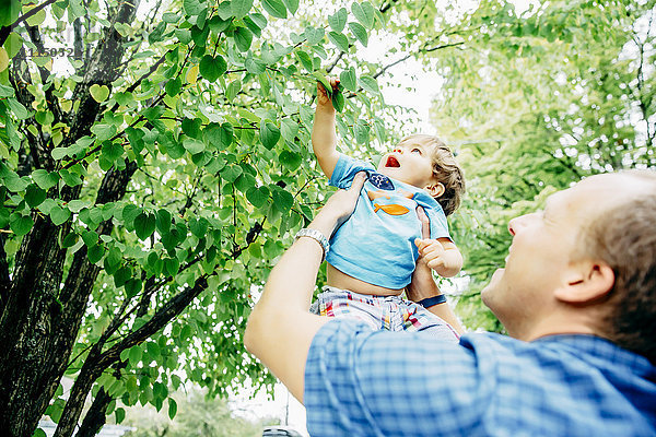 Vater hebt seinen kleinen Sohn an einen Baum