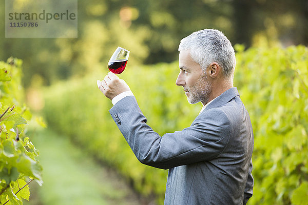 Kaukasischer Mann  der ein Glas Wein in einem Weinberg untersucht