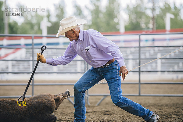 Kaukasischer Cowboy beim Brandmarken von Rindern beim Rodeo