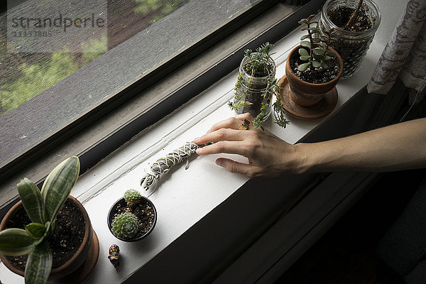 Nahaufnahme einer Hand  die Pflanzen auf der Fensterbank arrangiert