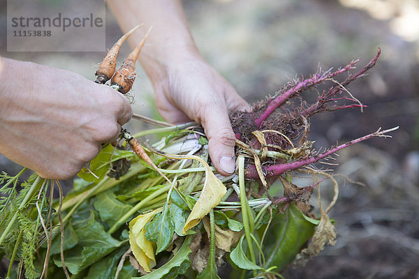 Kaukasische Frau hält frisches Gemüse im Garten