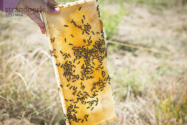 Nahaufnahme eines Imkers mit Bienenstock im Garten
