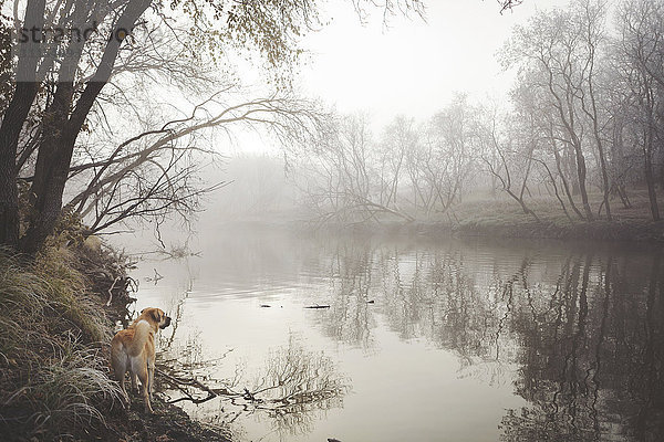 Hund erkundet nebligen ländlichen See