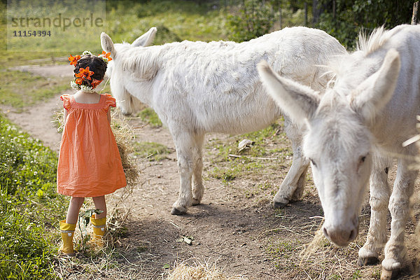 Kaukasisches Mädchen spielt mit Eseln auf einem Feldweg