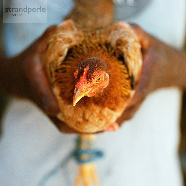 Nahaufnahme von Händen  die ein Huhn halten
