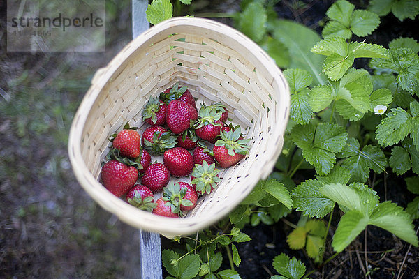 Nahaufnahme eines Korbes mit Erdbeeren im Garten