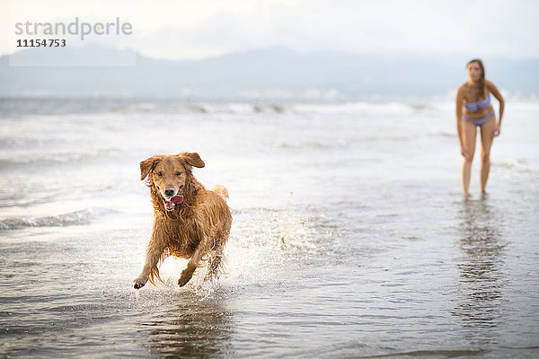 Mexiko  Nayarit  Junge Frau im Bikini beim Spielen mit ihrem Golden Retriever Hund am Strand