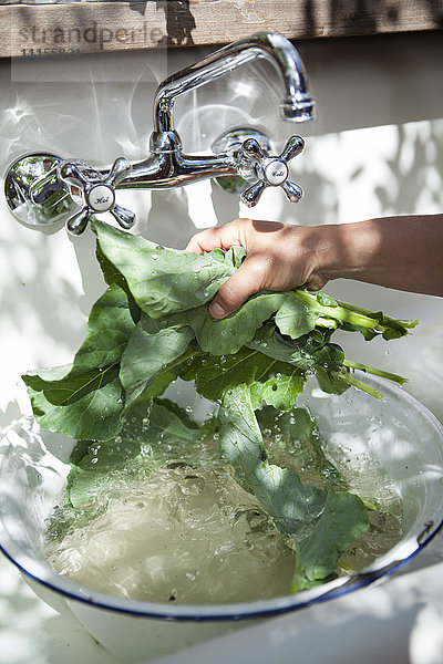 Frisches Grünzeug von Hand in einem Waschbecken im Freien waschen