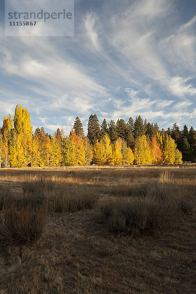 Herbstbäume in einem abgelegenen Feld