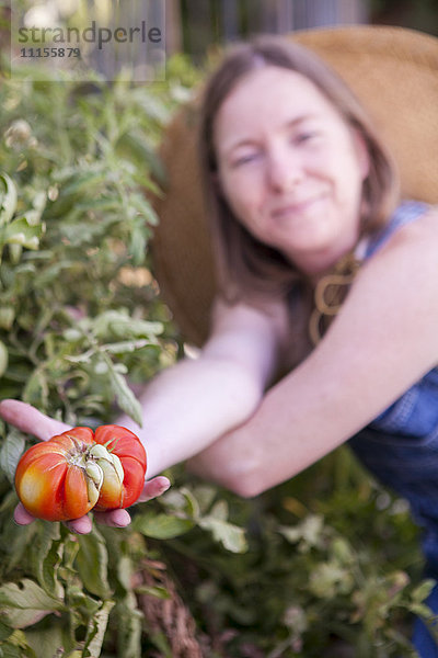 Nahaufnahme einer Frau beim Tomatenpflücken im Garten