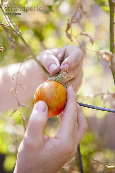 Nahaufnahme eines gemischtrassigen Bauern  der eine Tomate im Garten untersucht