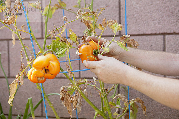 Gemischtrassiger Bauer pflückt Tomaten von der Pflanze