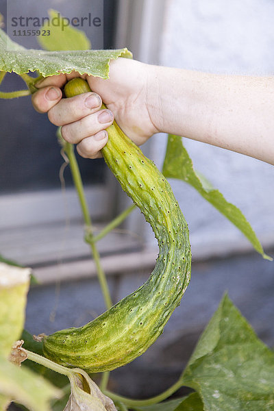 Gemischtrassiger Bauer untersucht Gurkenpflanzen im Garten