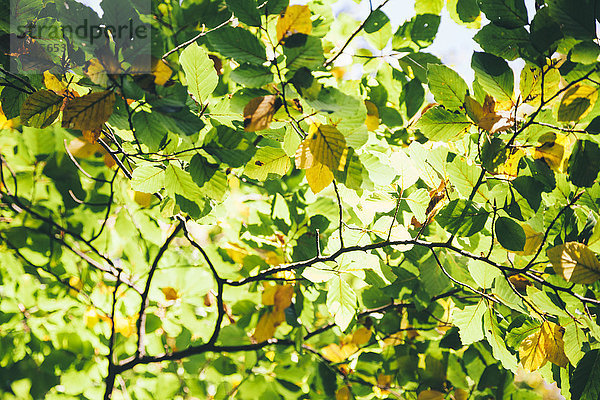 Herbstliche Blätter bei Sonnenlicht