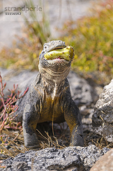 Ecuador  Galapagos Inseln  Galapagos Landleguan  Conolophus subcristatus
